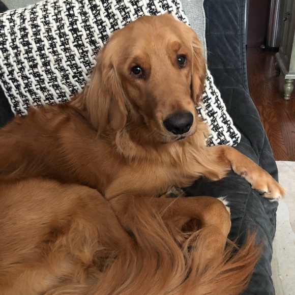 Meet the Posher’s Assistant - Picture 1 of 1